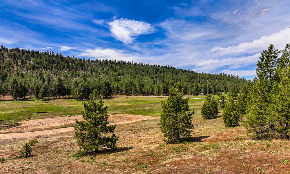 Homesite 113 Whitetail
