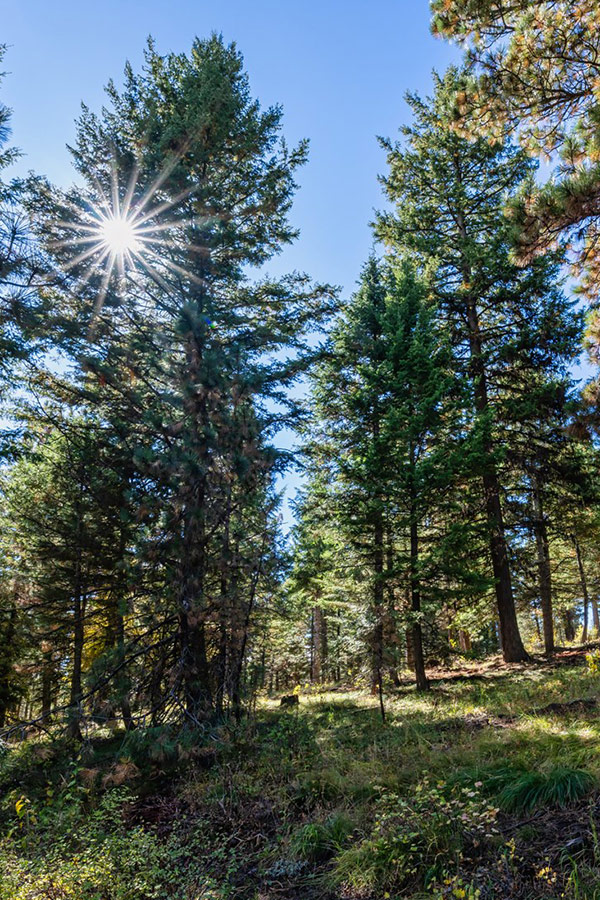 Homesite-118-inset-2