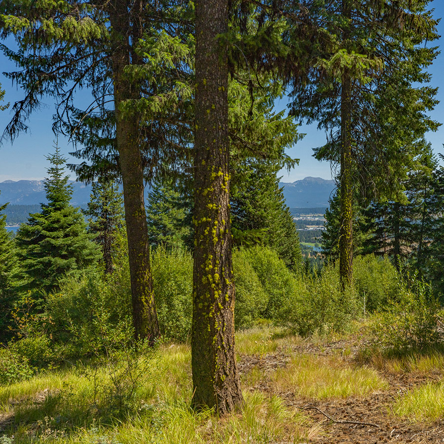 Homesite 80 View